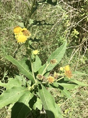 Verbesina subcordata