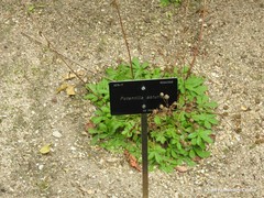 Potentilla asturica