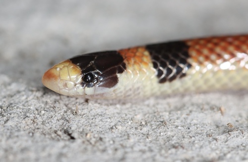 Black-naped Burrowing Snake