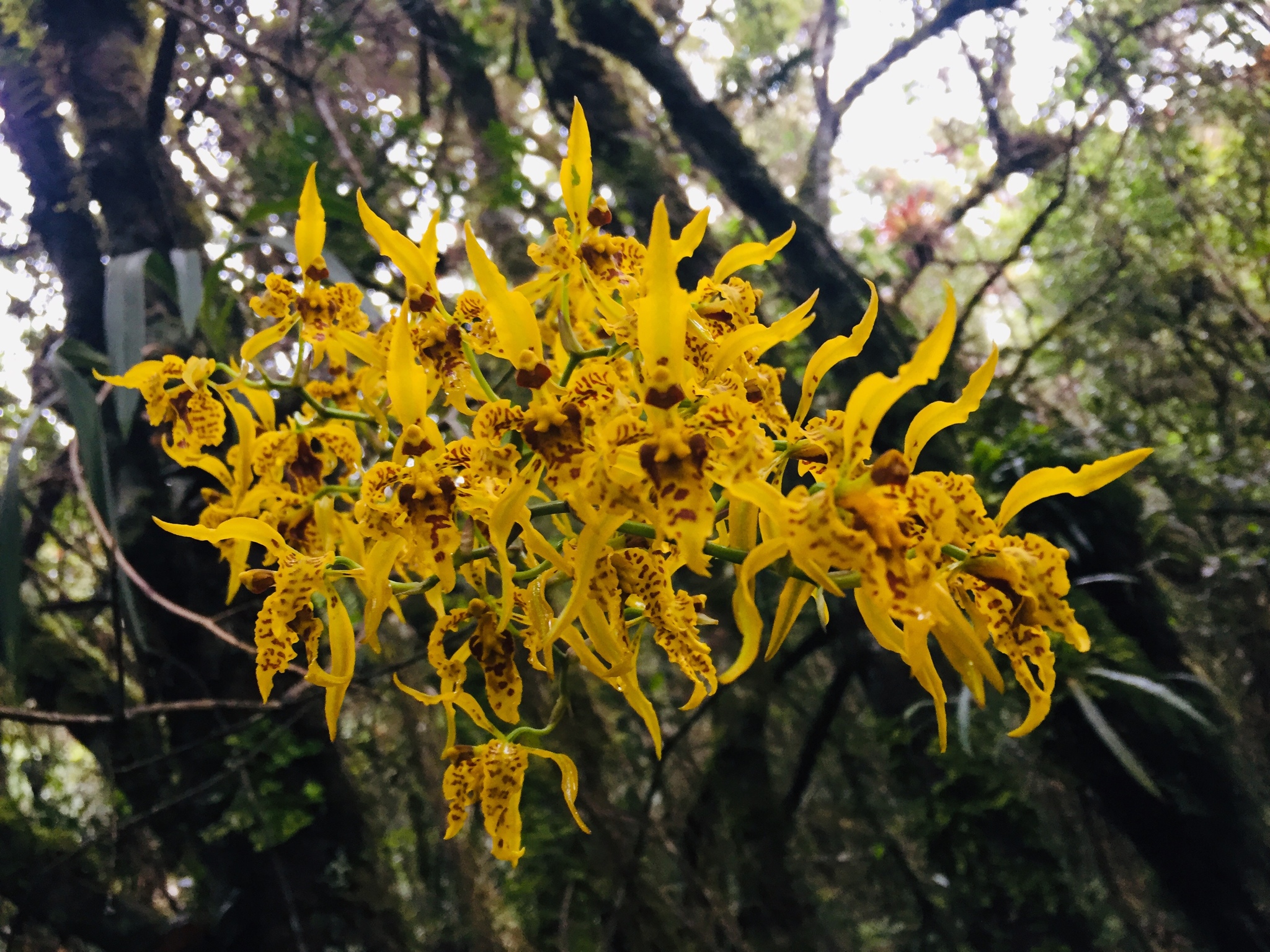 Cyrtochilum auropurpureum image