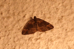 Catarhoe basochesiata