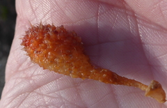 Boltenia villosa