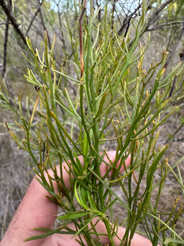 saltwater false willow (Baccharis angustifolia)