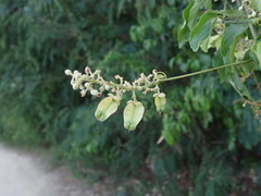 Serjania lucida