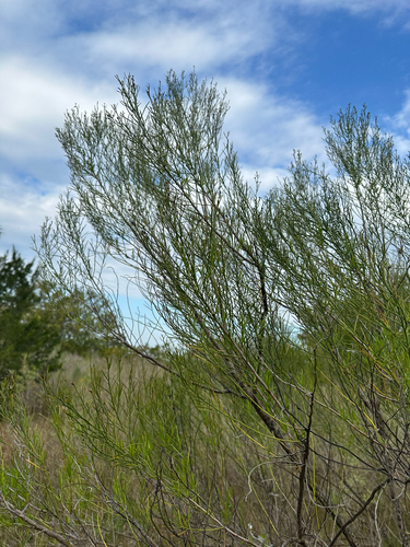 Baccharis angustifolia, photograph 3