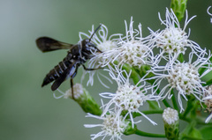 Coelioxys dolichos