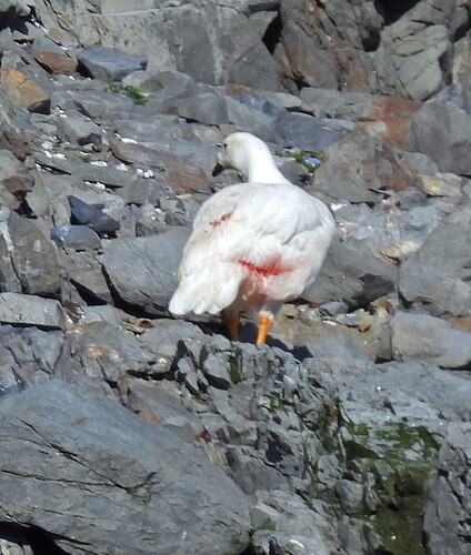 Kelp Goose (Chloephaga hybrida), photo 4