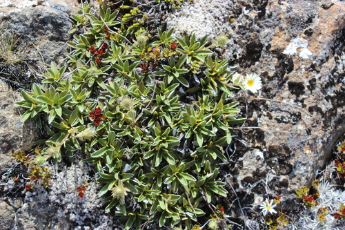 Celmisia hieraciifolia, photograph 2