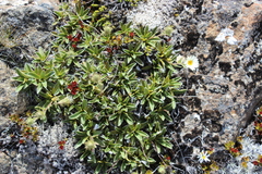(c) Joe Dillon, some rights reserved (CC BY) Celmisia hieraciifolia, photograph (c) Joe Dillon, some rights reserved (CC BY)