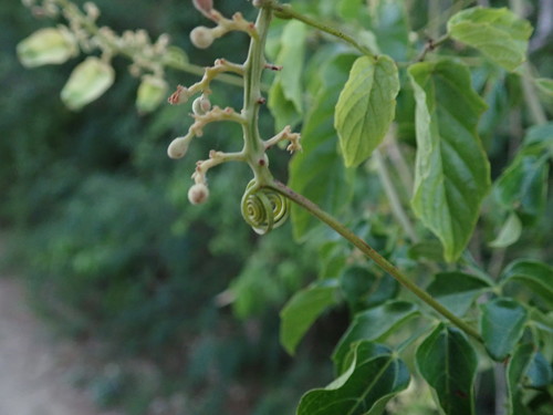 Image of Serjania lucida by (c) Daniel Cahen, some rights reserved (CC BY)