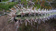 Stenocereus standleyi