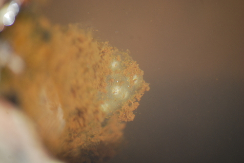 iNaturalist observation photo of Sierra Newt