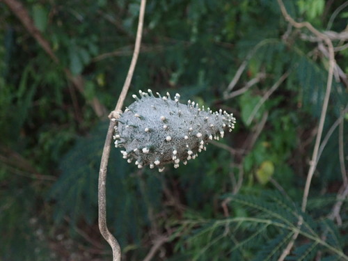 Image of Ibatia maritima by (c) Daniel Cahen, some rights reserved (CC BY)