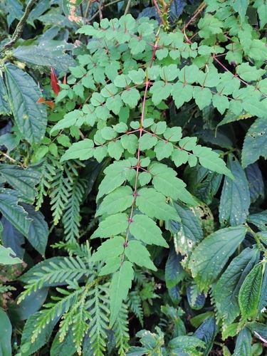 Aralia bipinnata, photograph 6