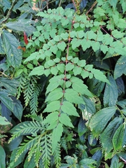 Aralia bipinnata, photograph (c) Rick Chou, some rights reserved (CC BY)