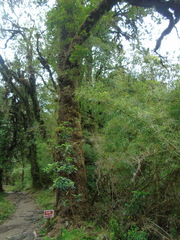 Eucryphia cordifolia