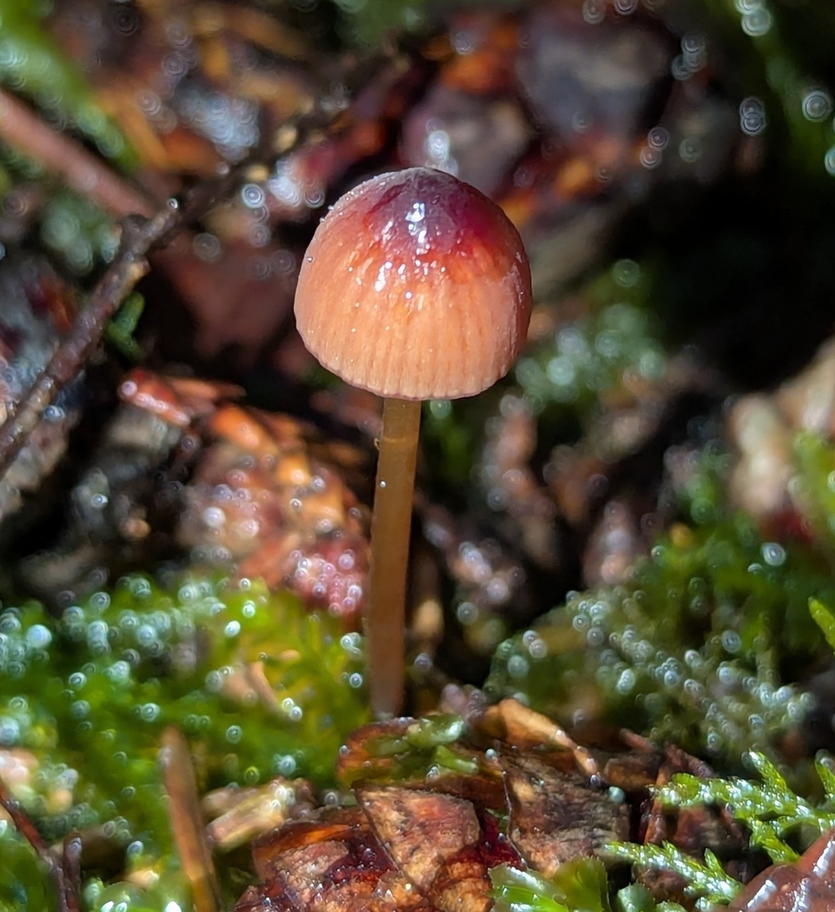 Mycena sanguinolenta