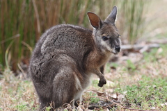 Notamacropus eugenii