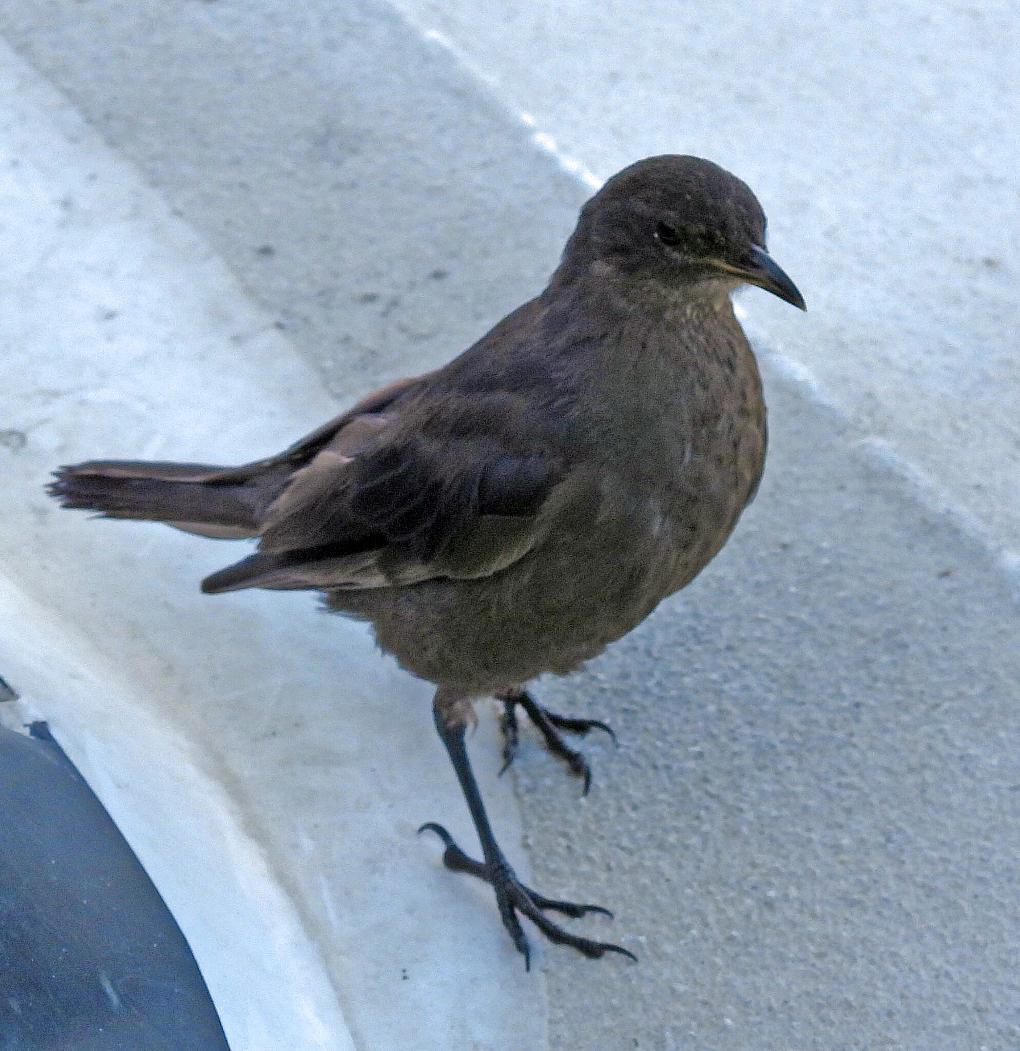 Blackish Cinclodes (Cinclodes antarcticus), photo 5