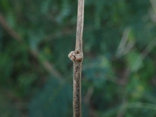 Image of Ibatia maritima by (c) Daniel Cahen, some rights reserved (CC BY)