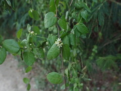Metastelma parviflorum
