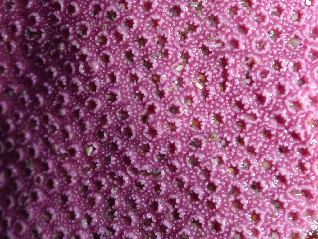 Purple Encrusting Hydrocoral