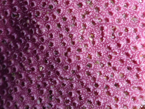 Hydrocoral