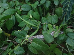 Metastelma parviflorum