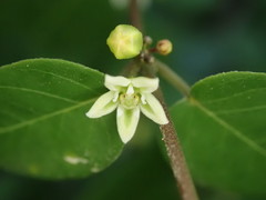 Metastelma parviflorum