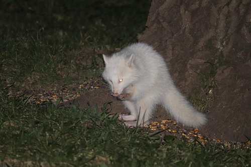 Common Raccoon photographed in Indiana