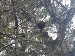 Callirhytis quercuscornigera