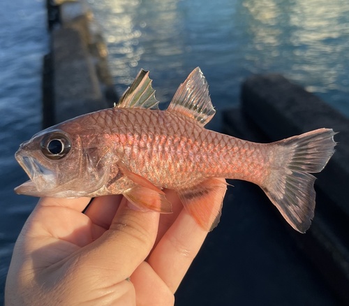 Pristiapogon taeniopterus observed 2026-01-31