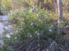 Isopogon trilobus