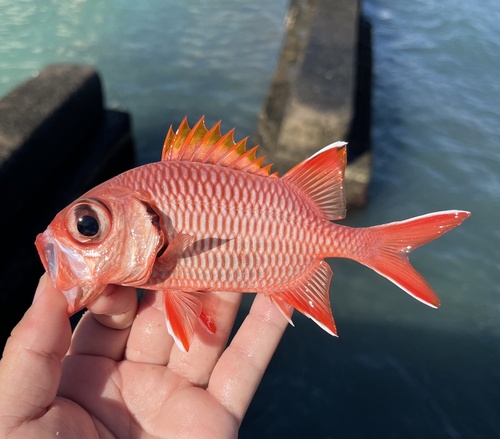 Bigscale soldier (Myripristis berndti) — Holocentridae — 2
