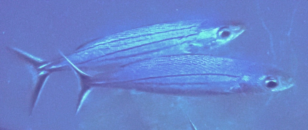 Boga (Haemulon vittatum) — Haemulidae
