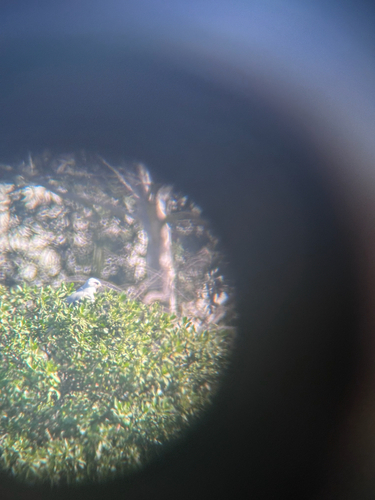 iNaturalist observation photo of White-tailed Kite