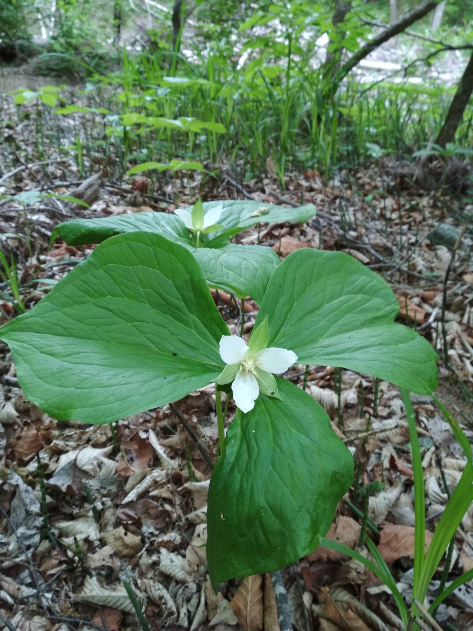 Trillium ×