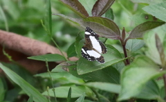 Janatella leucodesma