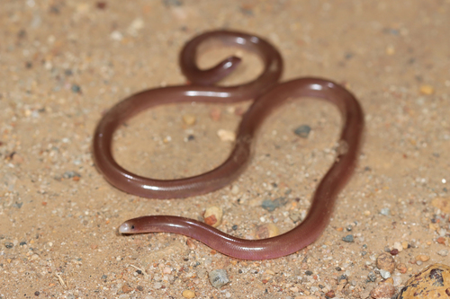 Beaked Blind Snake