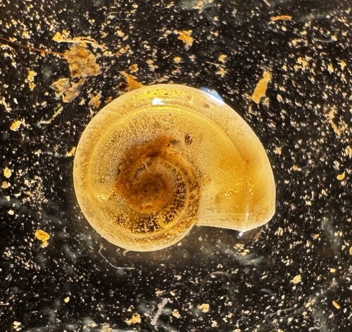 Valvata bicarinata observed 2025-10-23