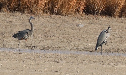 Great Blue Heron photographed in Texas