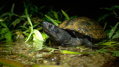 Reeves' Turtle photo 2