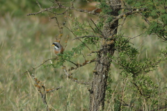 Saltatricula multicolor