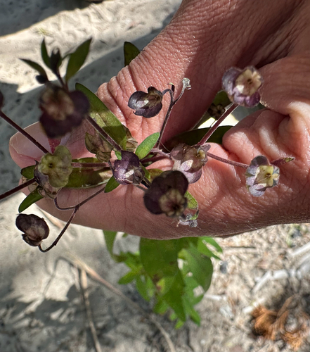 Trichostema fruticosum, photograph 5