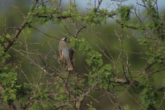 Saltatricula multicolor