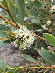 Eucalyptus utilis
