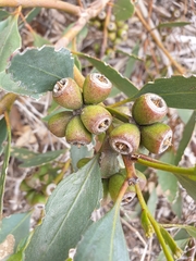 Eucalyptus utilis