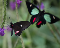 Parides childrenae