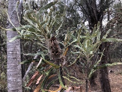 Banksia prionotes