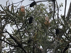Banksia prionotes